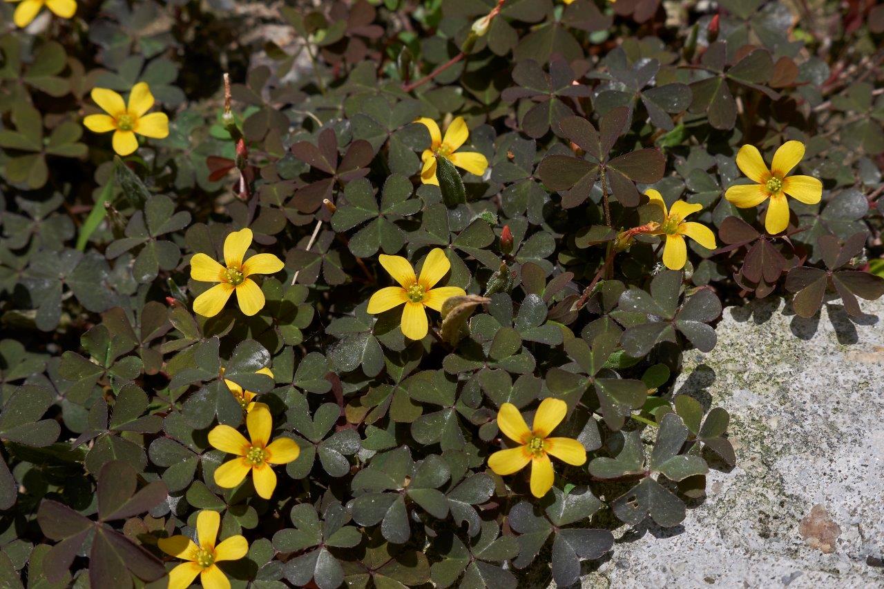 paul-munns-blog-weeds-category-weed-spotlight-creeping-oxalis